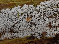 Ceratiomyxa fruticulosa 25, Gewoon ijsvingertje, Saxifraga-Luuk Vermeer