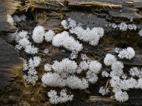 Ceratiomyxa fruticulosa 27, Gewoon ijsvingertje, Saxifraga-Luuk Vermeer