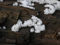 Ceratiomyxa fruticulosa 28, Gewoon ijsvingertje, Saxifraga-Luuk Vermeer