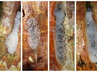 Ceratiomyxa fruticulosa 29, Gewoon ijsvingertje, Saxifraga-Foto Fitis-Sytske Dijksen