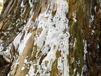 Ceratiomyxa fruticulosa 29, Gewoon ijsvingertje, Saxifraga-Luuk Vermeer