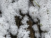 Ceratiomyxa fruticulosa 30, Gewoon ijsvingertje, Saxifraga-Luuk Vermeer