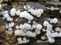 Ceratiomyxa fruticulosa 34, Gewoon ijsvingertje, Saxifraga-Luuk Vermeer