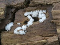 Ceratiomyxa fruticulosa 35, Gewoon ijsvingertje, Saxifraga-Luuk Vermeer