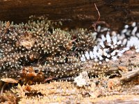 Ceratiomyxa fruticulosa 37, Gewoon ijsvingertje, Saxifraga-Luuk Vermeer