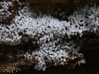 Ceratiomyxa fruticulosa 38, Gewoon ijsvingertje, Saxifraga-Luuk Vermeer