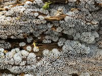 Ceratiomyxa fruticulosa 39, Gewoon ijsvingertje, Saxifraga-Luuk Vermeer