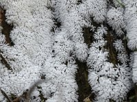 Ceratiomyxa fruticulosa 4, Gewoon ijsvingertje, Saxifraga-Luuk Vermeer