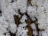 Ceratiomyxa fruticulosa 40, Gewoon ijsvingertje, Saxifraga-Luuk Vermeer