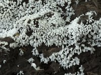 Ceratiomyxa fruticulosa 42, Gewoon ijsvingertje, Saxifraga-Willem van Kruijsbergen