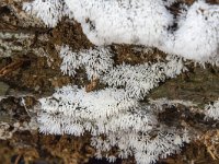 Ceratiomyxa fruticulosa 5, Gewoon ijsvingertje, Saxifraga-Luuk Vermeer