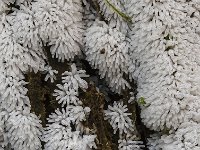 Ceratiomyxa fruticulosa 6, Gewoon ijsvingertje, Saxifraga-Luuk Vermeer