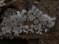 Ceratiomyxa fruticulosa 8, Gewoon ijsvingertje, Saxifraga-Luuk Vermeer