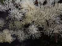 Ceratiomyxa fruticulosa 9, Gewoon ijsvingertje, Saxifraga-Luuk Vermeer