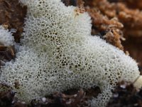 Ceratiomyxa porioides 10, IJshoningraatje, Saxifraga-Luuk Vermeer