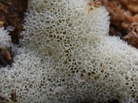 Ceratiomyxa porioides 11, IJshoningraatje, Saxifraga-Luuk Vermeer