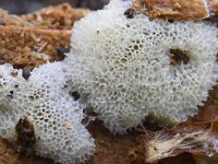 Ceratiomyxa porioides 12, IJshoningraatje, Saxifraga-Luuk Vermeer