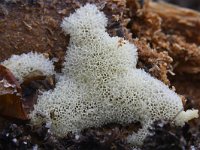 Ceratiomyxa porioides 13, IJshoningraatje, Saxifraga-Luuk Vermeer