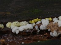 Ceratiomyxa porioides 14, IJshoningraatje, Saxifraga-Luuk Vermeer