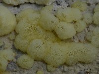 Ceratiomyxa porioides 16, IJshoningraatje, Saxifraga-Luuk Vermeer