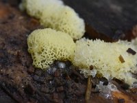 Ceratiomyxa porioides 18, IJshoningraatje, Saxifraga-Luuk Vermeer