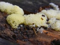 Ceratiomyxa porioides 19, IJshoningraatje, Saxifraga-Luuk Vermeer