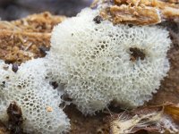 Ceratiomyxa porioides 21, IJshoningraatje, Saxifraga-Luuk Vermeer