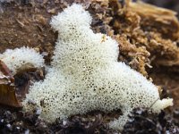 Ceratiomyxa porioides 22, IJshoningraatje, Saxifraga-Luuk Vermeer