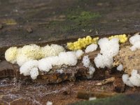 Ceratiomyxa porioides 23, IJshoningraatje, Saxifraga-Luuk Vermeer