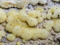 Ceratiomyxa porioides 24, IJshoningraatje, Saxifraga-Luuk Vermeer