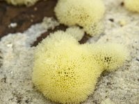 Ceratiomyxa porioides 25, IJshoningraatje, Saxifraga-Luuk Vermeer