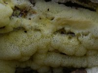 Ceratiomyxa porioides 7, IJshoningraatje, Saxifraga-Luuk Vermeer