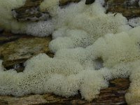 Ceratiomyxa porioides 8, IJshoningraatje, Saxifraga-Luuk Vermeer