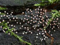 Collaria arcyrionema 2, Goudkleurig kraagkroeskopje, Saxifraga-Luuk Vermeer