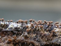 Comatricha elegans 9, Hemels kraagkroeskopje, Saxifraga-Luuk Vermeer