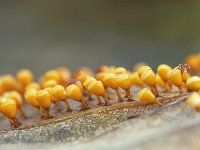 Craterium minutum 1, Witdekselkalkbekertje, Saxifraga-Luuk Vermeer