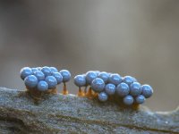 Cribraria argillacea 1, Zandkleurig lantaarntje, Saxifraga-Luuk Vermeer