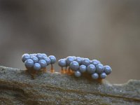 Cribraria argillacea 9, Zandkleurig lantaarntje, Saxifraga-Luuk Vermeer