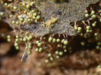 Cribraria aurantiaca 13, Goudgeel lantaarntje, Saxifraga-Luuk Vermeer