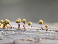 Cribraria aurantiaca 14, Goudgeel lantaarntje, Saxifraga-Luuk Vermeer