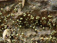 Cribraria aurantiaca 15, Goudgeel lantaarntje, Saxifraga-Luuk Vermeer