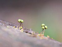 Cribraria aurantiaca 16, Goudgeel lantaarntje, Saxifraga-Luuk Vermeer