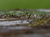 Cribraria aurantiaca 17, Goudgeel lantaarntje, Saxifraga-Luuk Vermeer