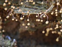 Cribraria aurantiaca 18, Goudgeel lantaarntje, Saxifraga-Luuk Vermeer