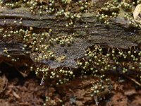 Cribraria aurantiaca 19, Goudgeel lantaarntje, Saxifraga-Luuk Vermeer