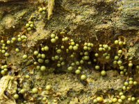 Cribraria aurantiaca 2, Goudgeel lantaarntje, Saxifraga-Luuk Vermeer