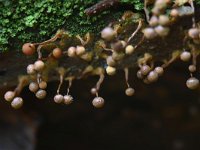 Cribraria aurantiaca 20, Goudgeel lantaarntje, Saxifraga-Luuk Vermeer