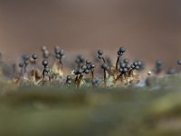 Cribraria aurantiaca 21, Goudgeel lantaarntje, Saxifraga-Luuk Vermeer