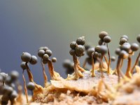 Cribraria aurantiaca 22, Goudgeel lantaarntje, Saxifraga-Luuk Vermeer