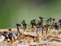 Cribraria aurantiaca 23, Goudgeel lantaarntje, Saxifraga-Luuk Vermeer